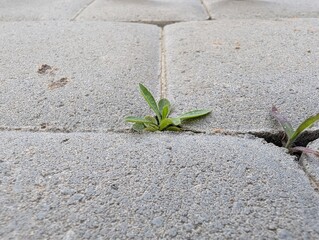 Green resilience emerges through cracks in the gray pavement under soft morning light