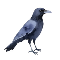 Obraz premium Watercolor illustration of a dark crow, showcasing artistic details, serene ambiance, and natural beauty. Ideal for nature-themed projects.