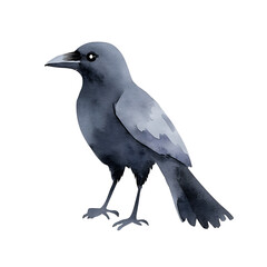 Fototapeta premium Watercolor crow illustration. A sleek, stylized bird perched, its feathers rendered in cool grays and blues against a white background. Minimalistic design.