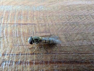 Insects exploring a wooden surface on a sunny afternoon in a tranquil garden setting
