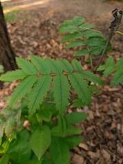 Green leaves basking under the soft sunlight in a tranquil forest during the early hours of a warm morning