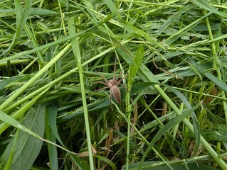 Brown spider camouflaged in vibrant green grass during a sunny afternoon in a lush meadow