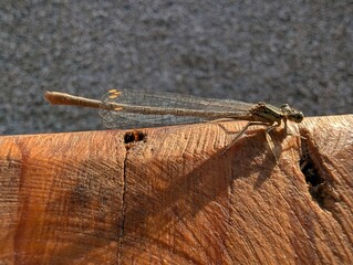 Detailed view of a delicate dragonfly resting on a wooden surface under warm afternoon sunlight