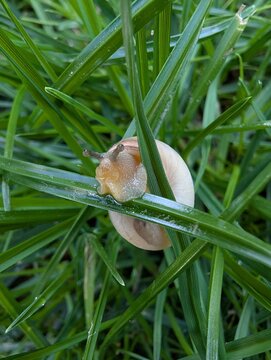 Close encounter with a delicate snail gliding over lush green grass in the early morning light