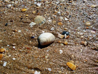 Seashells scattered along the sandy beach glisten under the sun on a bright summer day