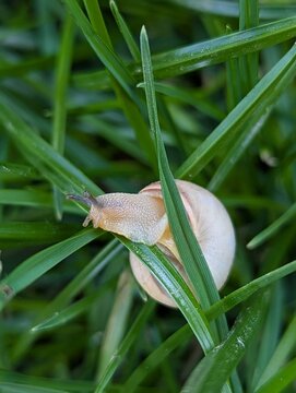 Snail gliding through lush green grass on a sunny afternoon, showcasing nature's delicate wonders and vibrant ecosystem