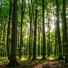 Obraz premium Lush forest canopy