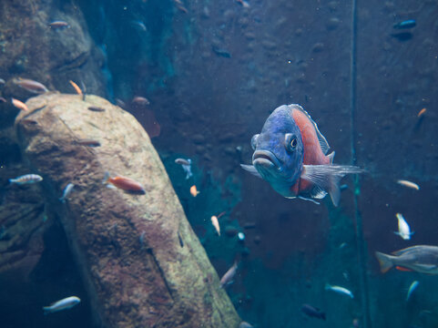 Red Fin Kadango Cichlid Looking at Camera in Aquarium With Small Fish