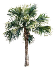 PNG Trachycarpus Fortunei palm tree illustration watercolor watercolor illustration.