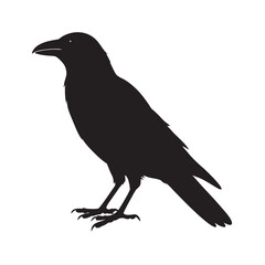 Detailed Silhouette Vector Illustration of a Perched Crow Standing on Its Feet with a Sharp Beak and Detailed Feathers