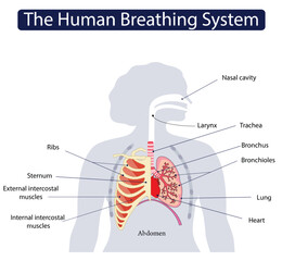 Human breathing system Showing Lungs, Heart, Trachea, Bronchi, Ribs, and Sternum. medical diagram poster presentation
