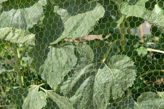 sunflower leaves behind hexagonal wire netting outdoors 