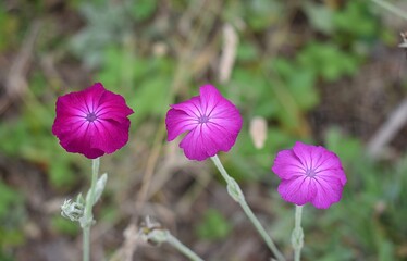 D&eacute;tail d'un parterre en fleur de Coquelourde des jardins, Rose campion (Silene coronaria).