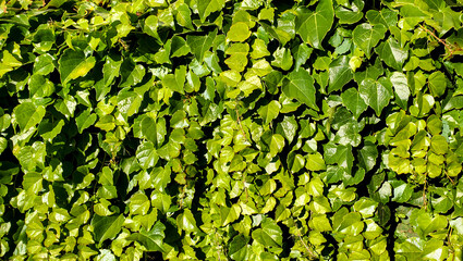 background of green leaves