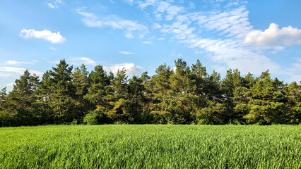 field of grass and blue sky landscape wallpaper summer