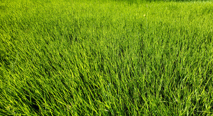 Obraz premium green grass background