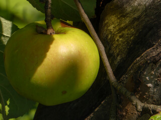 A single green apple hanging from a tree branch