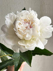 Bouquet of stylish peonies close-up. Pink, white peony flowers. Close-up of flower petals. Floral greeting card or wallpaper. Delicate abstract floral pastel background  