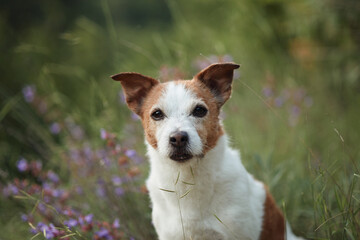 Jack Russell sits among blurred pink-purple flowers with calm, direct expression. A centered composition creates visual comfort.