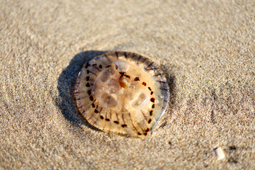 Sandy Coastal Path Leading to the Sea at Sunset Beach Trail through Dunes to Ocean Horizon Natural Sand Dunes and Peaceful Shoreline Landscape North Sea Coast with Grassy Dunes and Blue Sky Scenic. 