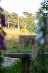 Wooden bench inviting visitors to relax in peaceful forest setting