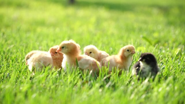 baby chicken on grass