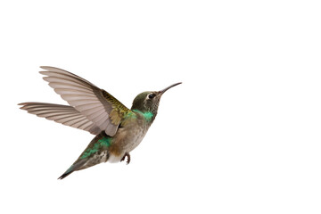Obraz premium A beautiful colorful hummingbird flying with its wings spread wide, isolated on a clean white background. Side view of a hovering avian creature.
