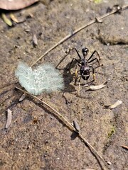 Big bullet shot ant with a strange caterpillar