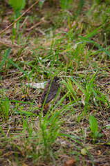 The Redstart Chick