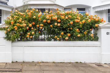 London house with garden wall covered in Charlotte climbing roses