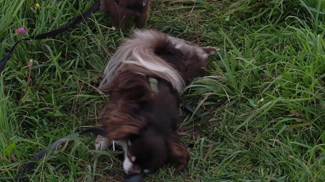 Brown Chihuahua Rolling in Green Grass &ndash; Happy Pet Enjoying Nature