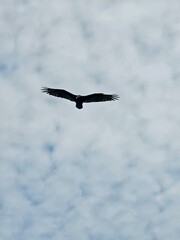 Vulture or eagle in flight