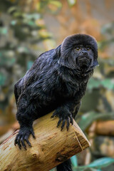 Black Fur, Wild Spirit