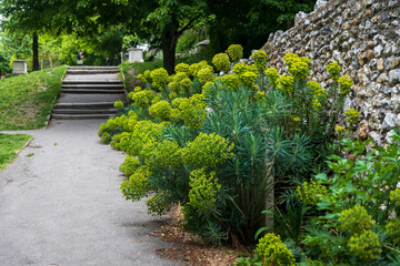 Euphorbia plants in the 18th-century garden , Brighton, UK.  st nicholas church, Brighton UK