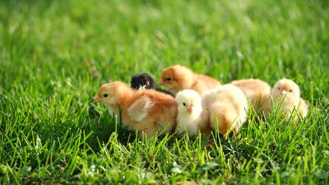 baby chicken on grass