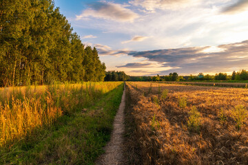 Golden fields and pathway at sunset with lush green trees in scenic landscape