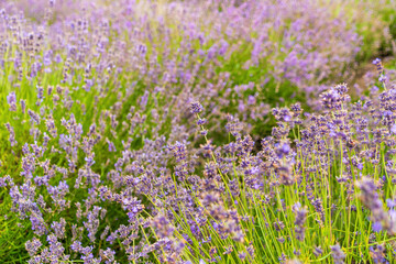 Obraz premium Vibrant lavender field in full bloom on a sunny day