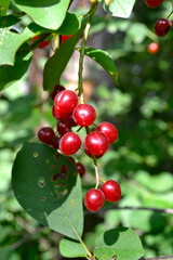 Obraz premium red berries of red Virgin cherry (Prunus virginiana)