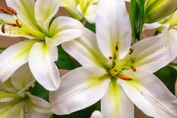 Close-up of white lilies with green accents in bloom