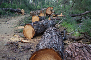 Timber Harvesting in a Woodland Area