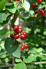 red berries of red Virgin cherry (Prunus virginiana)
