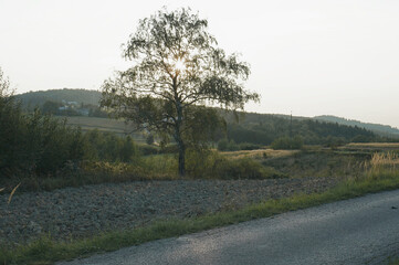 a serene landscape with a single tree in the foreground, surrounded by a stone path. The background features rolling hills and a clear sky, creating a peaceful and natural scene.
