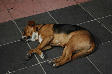 Perro dormido sobre el asfalto 