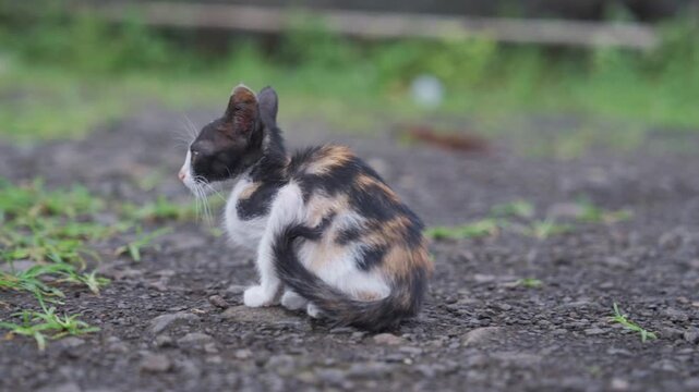 cat on the ground