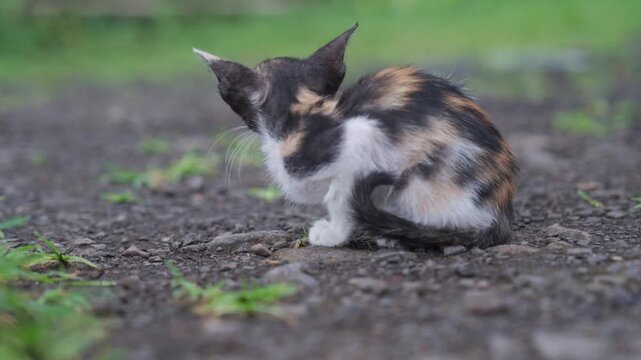 cat on the grass