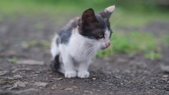 cat on the grass