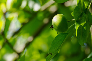 Unripe green apple on the tree among leaves. 