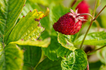 Red fruit of wild strawberry in close-up on the plant. 
