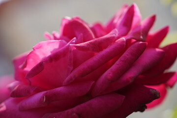 quantum Cambridge valentine roses on different scales and with macro photography