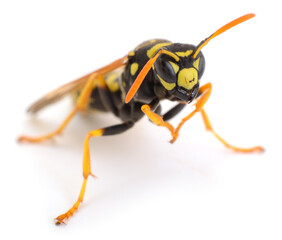 Wasp isolated on white.